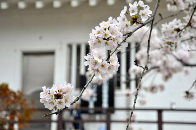 福山城の桜